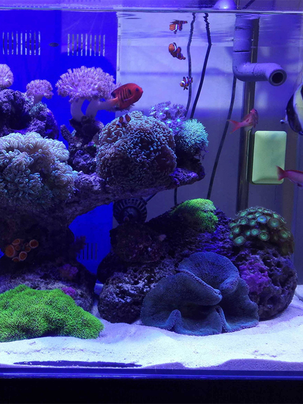 ทรายตกแต่งตู้ปลาสีขาว หินสีขาว - Aquarium Sand White บทวิจารณ์และราคา