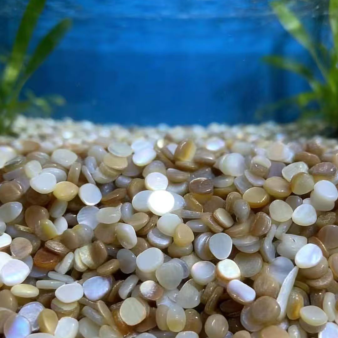 เปลือกหอยมุกธรรมชาติสีเบจขาวขน - Aquarium Sand White บทวิจารณ์และราคา