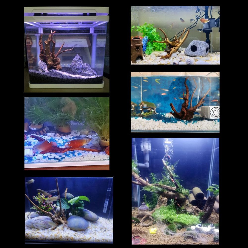 ไม้ลอยน้ำขนาดใหญ่ 20-25 ซม. สำ - Planted Aquarium Equipment บทวิจารณ์และราคา